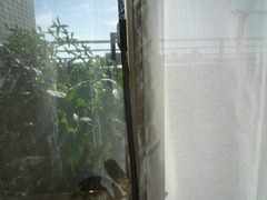 うらだとIIの比較